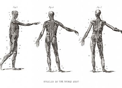 anatomy, human - random desktop wallpaper