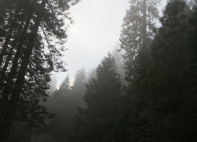 nature, trees, forests, fog, mist - duplicate desktop wallpaper