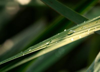 nature, plants, water drops, macro, depth of field - random desktop wallpaper