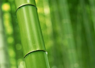 bamboo - random desktop wallpaper