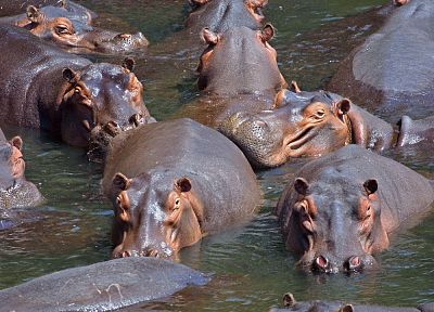 water, animals, wildlife, outdoors, hippopotamus - desktop wallpaper