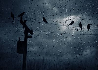 birds, power lines, condensation - desktop wallpaper