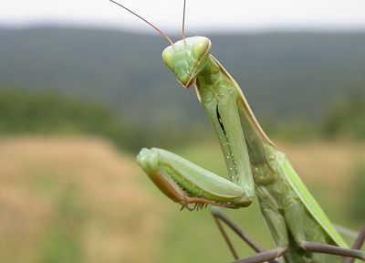animals, insects, mantis - desktop wallpaper