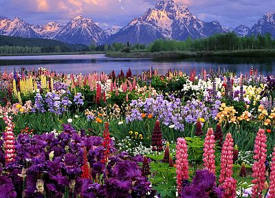 flowers, wildlife, grand, Wyoming - desktop wallpaper