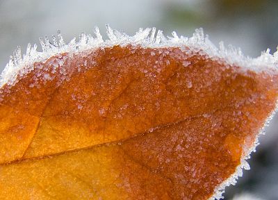 ice, nature, winter, leaf, autumn, frozen - desktop wallpaper