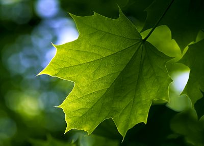 green, nature, leaf, leaves, plants, maple leaf, depth of field - related desktop wallpaper