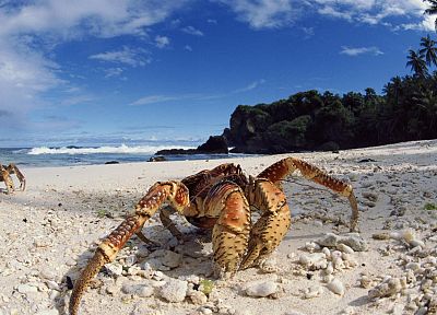 sand, tropical, crabs, beaches - desktop wallpaper