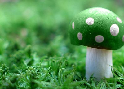 green, mushrooms - random desktop wallpaper