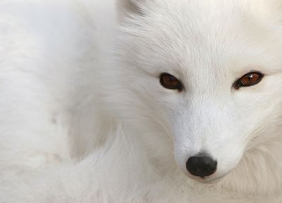 foxes - desktop wallpaper