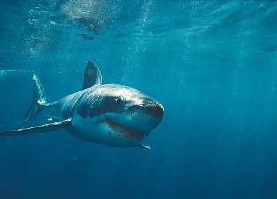 water, ocean, sharks - desktop wallpaper