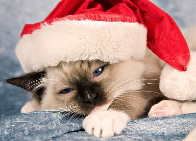 cats, animals, Christmas hat - desktop wallpaper