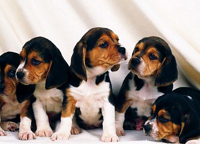 animals, dogs, puppies, canine - desktop wallpaper