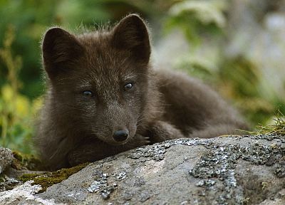 Alaska, arctic fox - related desktop wallpaper