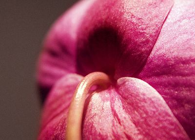 close-up, flowers, pink, macro, flower petals - random desktop wallpaper
