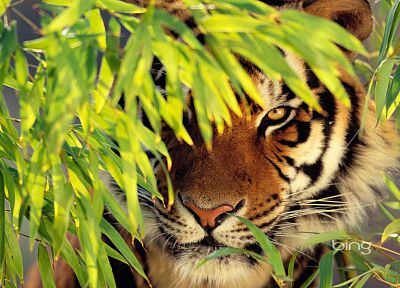 cats, animals, tigers - desktop wallpaper