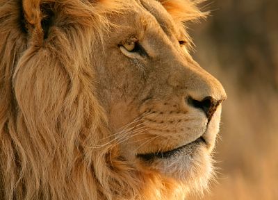 animals, lions, mountain lions - desktop wallpaper