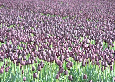 flowers, fields, tulips, purple flowers - random desktop wallpaper