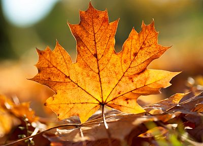 close-up, nature, leaf, autumn, leaves, plants, fallen leaves - desktop wallpaper