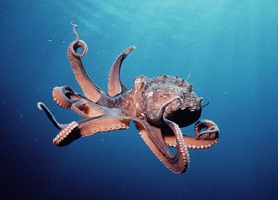 octopuses, underwater, mollusks, Cephalopod - duplicate desktop wallpaper