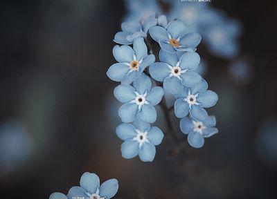 nature, flowers - duplicate desktop wallpaper