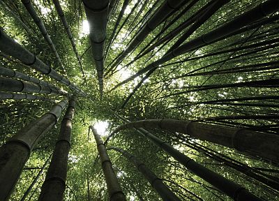 forests, bamboo - random desktop wallpaper