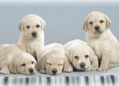 animals, dogs, puppies, pets - duplicate desktop wallpaper