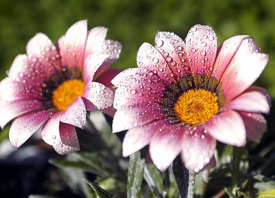 nature, flowers, water drops, macro, pink flowers - random desktop wallpaper