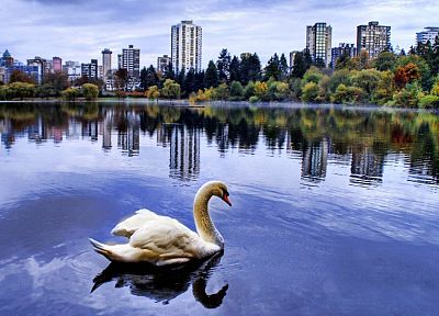 cityscapes, forests, birds, swans, rivers - desktop wallpaper