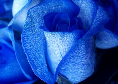 roses, Blue Rose, blue flowers - related desktop wallpaper