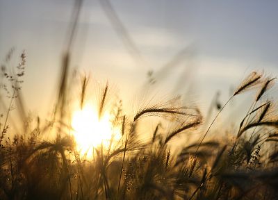 sunrise, nature, fields, summer, wheat, macro - random desktop wallpaper