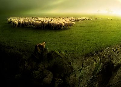 dogs, sheep - random desktop wallpaper