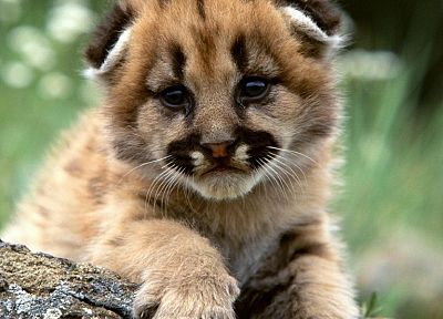 animals, mountain lions, baby animals - random desktop wallpaper