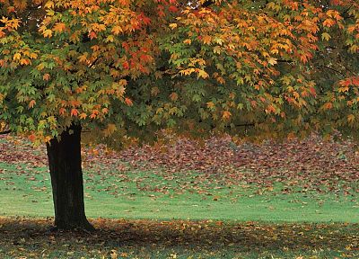 autumn, brown, parks - random desktop wallpaper