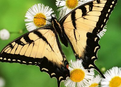 insects, butterflies - random desktop wallpaper