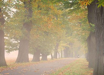 trees, autumn, Germany, mist, outdoors, Alley - desktop wallpaper