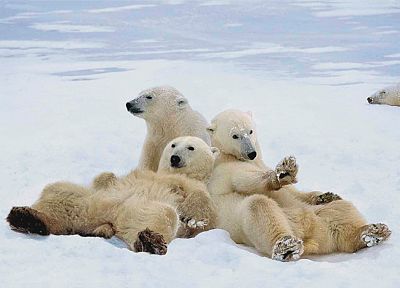 animals, polar bears - duplicate desktop wallpaper
