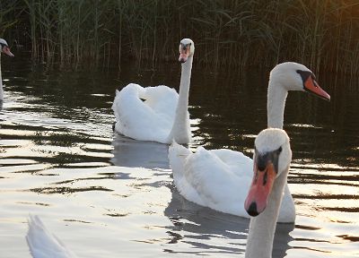 birds, swans - random desktop wallpaper