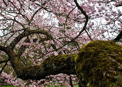 blossoms, moss, depth of field, pink flowers, flowered trees - random desktop wallpaper
