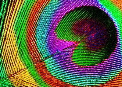 multicolor, feathers, rainbows - desktop wallpaper