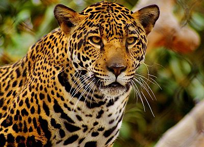 animals, feline, jaguars - desktop wallpaper
