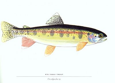 fish, trout - random desktop wallpaper