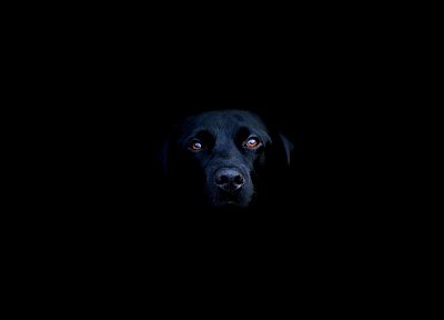 black, animals, dogs - duplicate desktop wallpaper