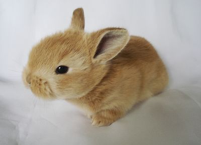 bunnies, animals, rabbits - random desktop wallpaper