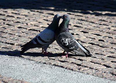 birds, pigeons - related desktop wallpaper