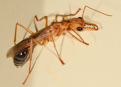 ants, Australia, bulldog ant - random desktop wallpaper