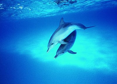 dolphins - random desktop wallpaper