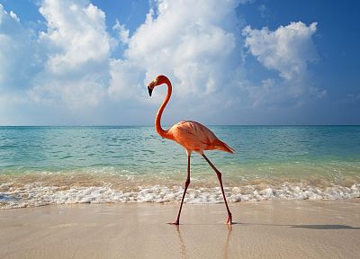 clouds, birds, flamingos, beaches - related desktop wallpaper