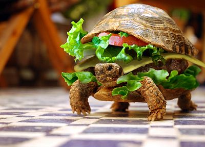 sandwiches, funny, turtles, hamburgers, photo manipulation - related desktop wallpaper