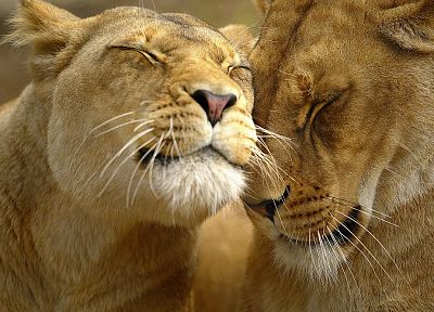love, animals, lions - duplicate desktop wallpaper
