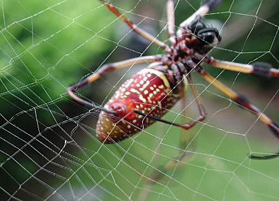 insects, spiders, arachnids - random desktop wallpaper